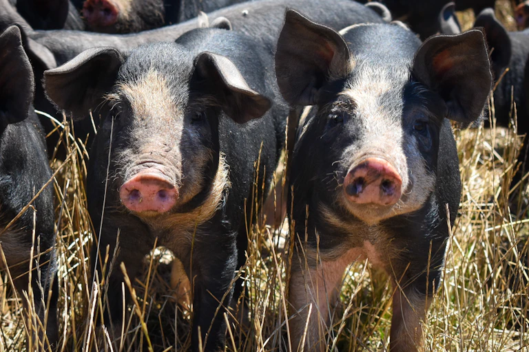 Berkshire pigs.