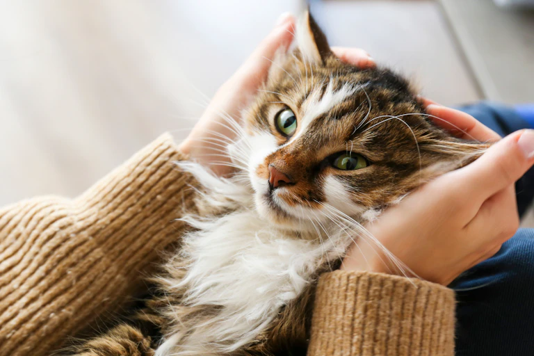 A fluffy cat with green eyes being patted.