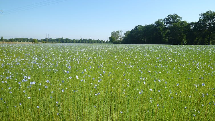 champ de lin en fleur