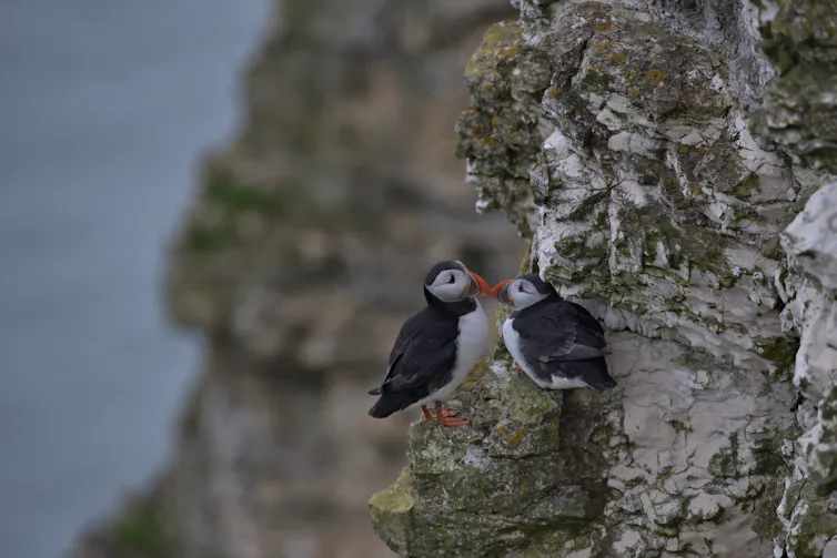 Two puffins perched on a cliff face.