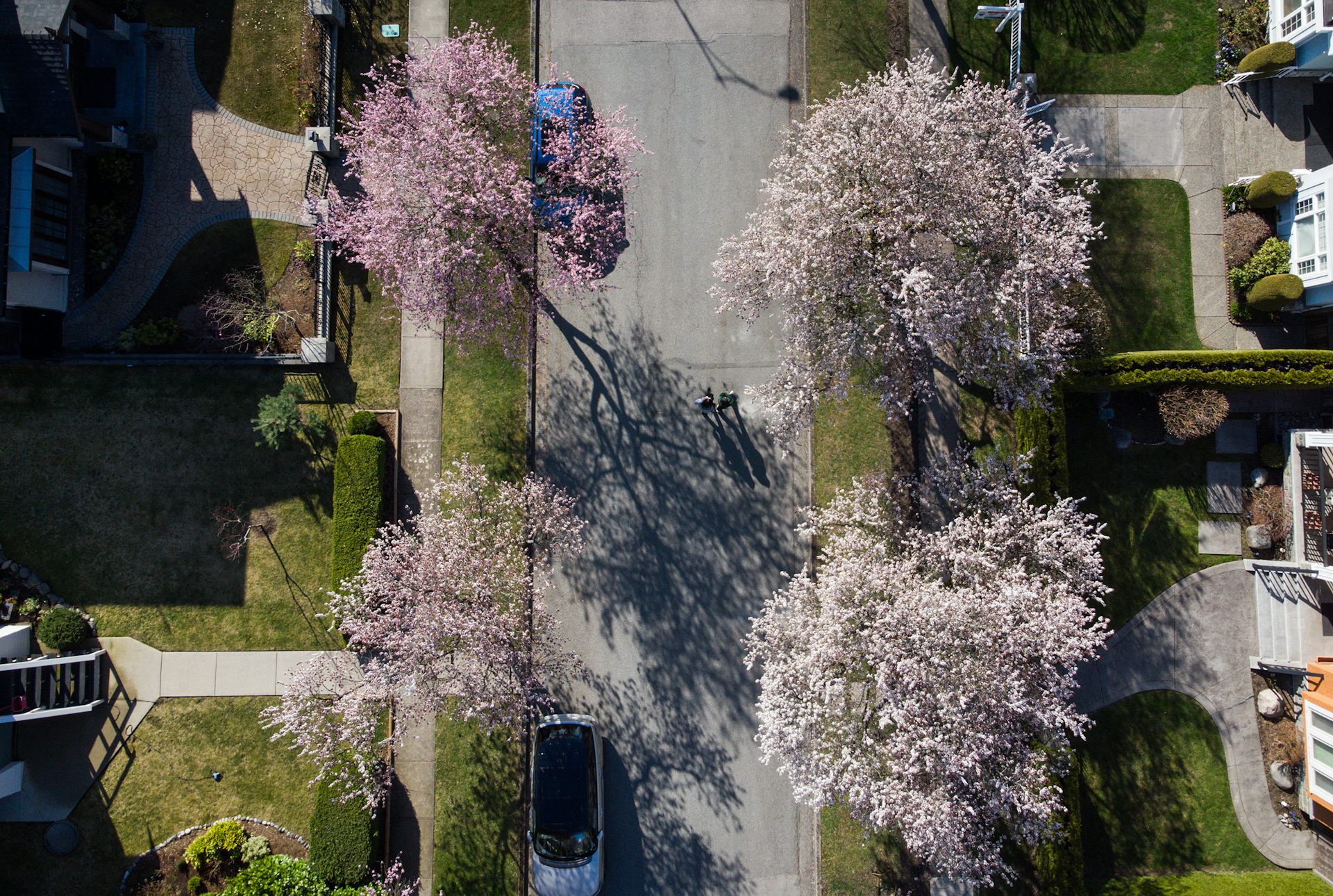 Overhead view of people walking down a street lined with blooming cherry blossom trees