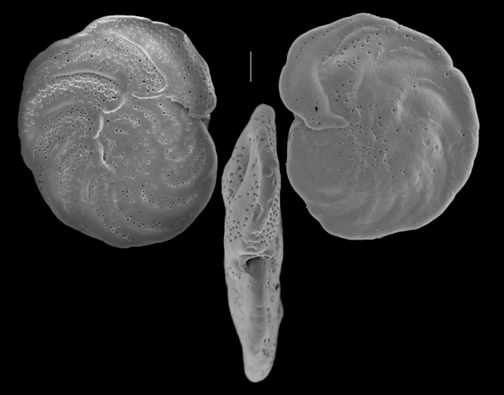 Holey Shells Sand-sized fossils hold secrets to the history of…
