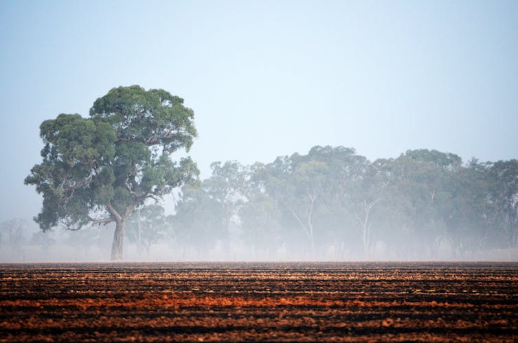 crops in front of of trees