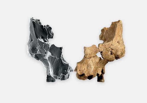 Fragments of a million-year-old face found in Spain shed new light on ancient human migrations