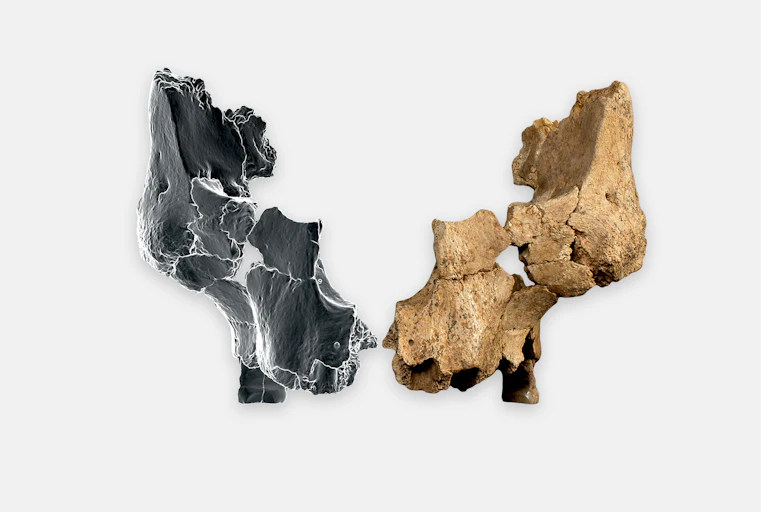 Photo showing fragments of cheekbone making up a face.