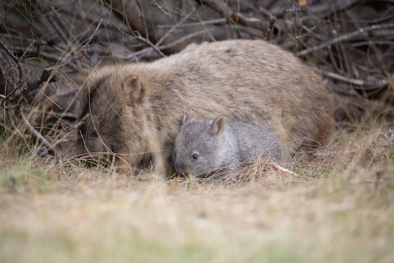 mother and baby wombat.