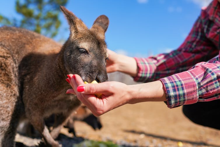 person feeding a kangaroo