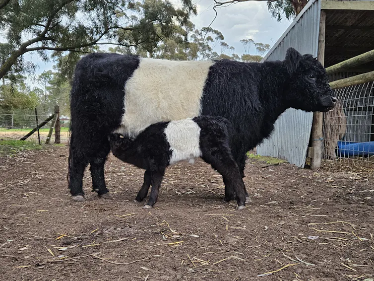 belted galloway cow, rare breed, with calf.