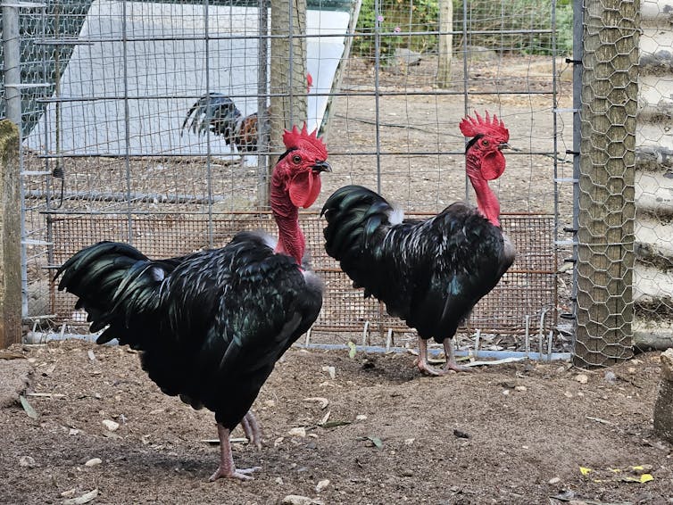 rare chicken breeds with bare necks.