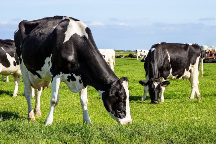 holstein cows