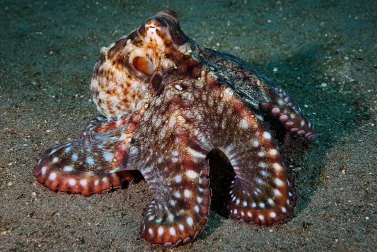 Orange and brown octopus on the seafloor