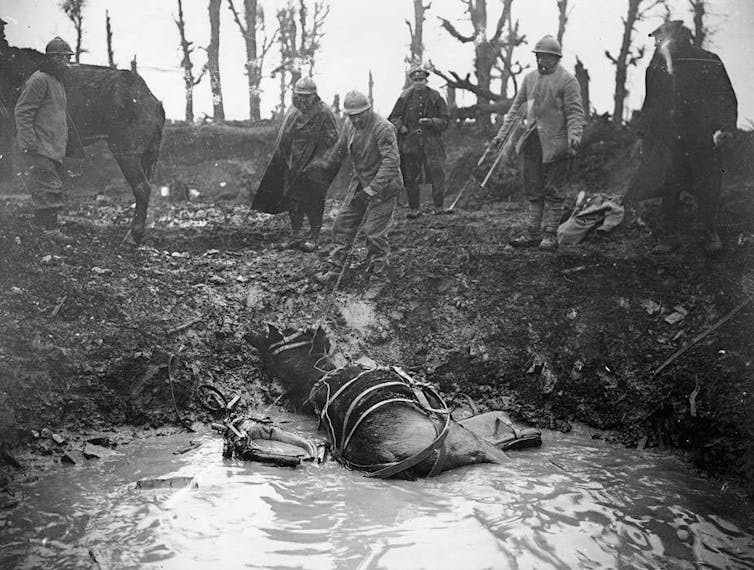 Des soldats français essayant de tirer une mule épuisée hors de la boue d’un trou d’obus