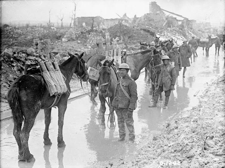 Chevaux transportant des munitions à la 20ᵉ Batterie de l’Artillerie canadienne de campagne à Neuville Saint-Vaast, France