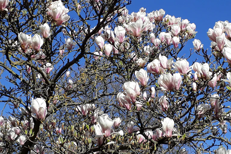 Magnolia en ville.