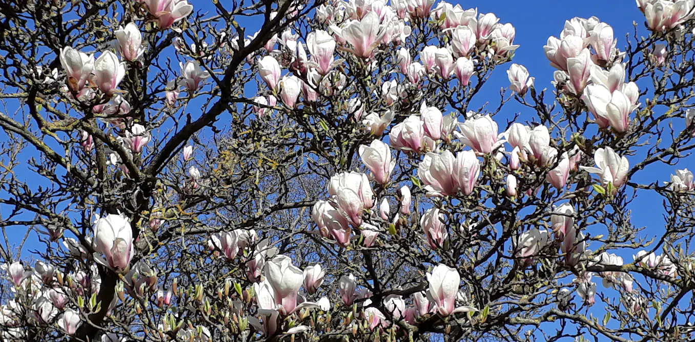 Quelles espèces d’arbres planter en ville ?