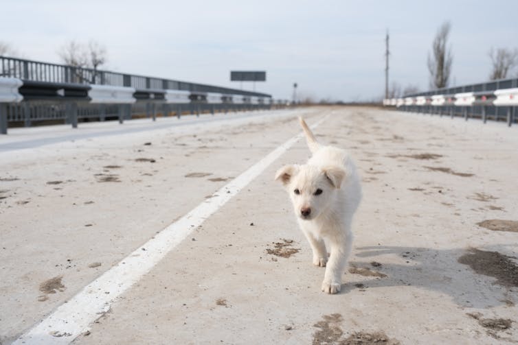 Engineering hope: how I made it my project to lend a hand rebuild Ukraine’s important infrastructure 5 A white puppy walks alone on a barren bridge.