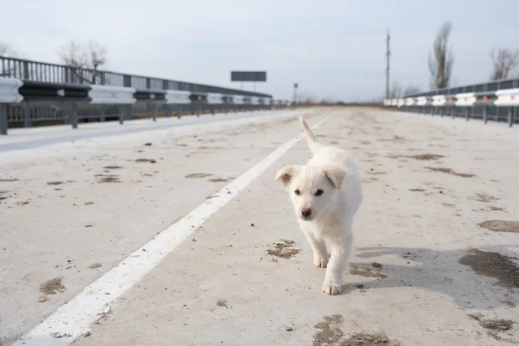 A white puppy walks alone on a barren bridge.