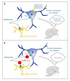 Sleep: How caffeine is loopy on our mind 1 The diagram of the cafeic mode of action in the brain.