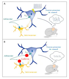 Schéma du mode d’action de la caféine dans le cerveau.