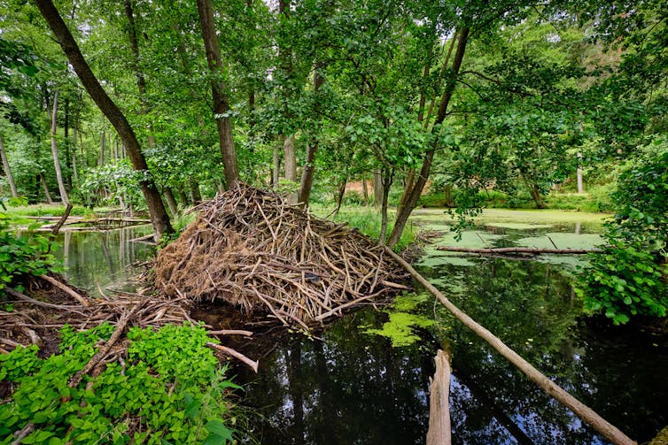 A stack of logs in the middle of a pond.