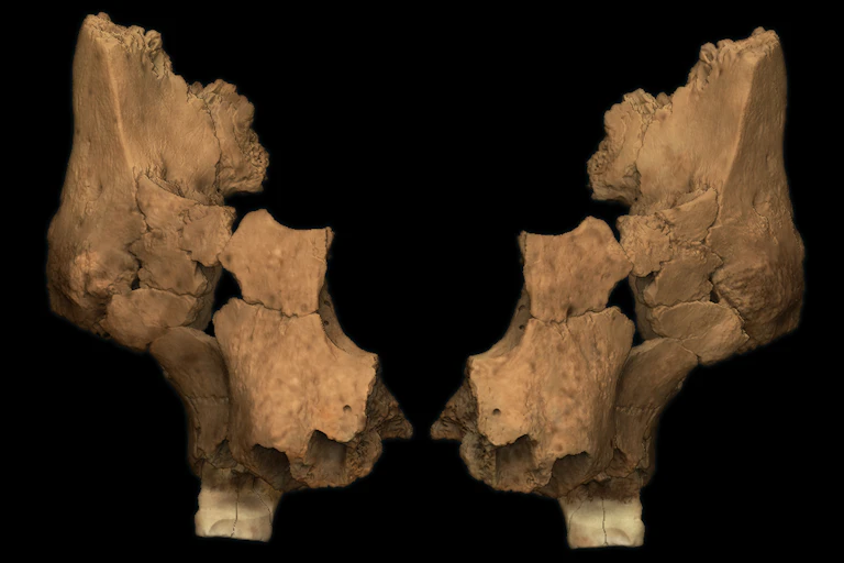 two symmetrical fossils