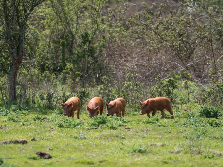 four pigs roaming on green countryside
