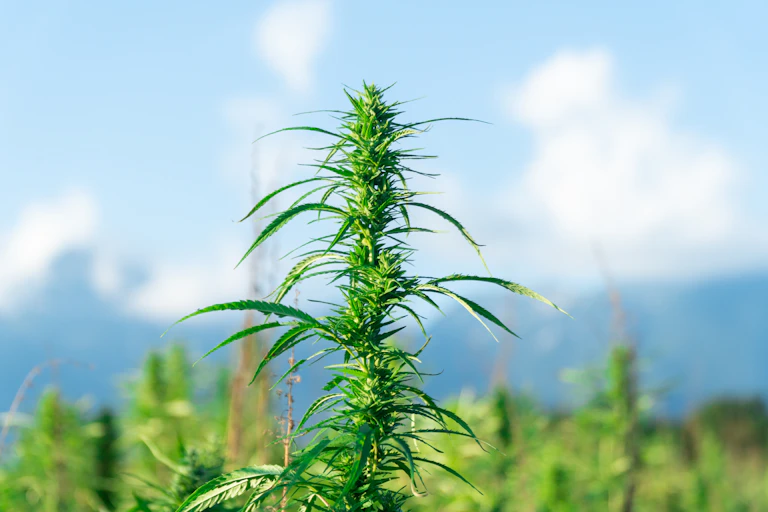 close up cannabis/hemp crop green plant, blue sky