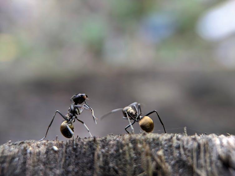 One ant talks to another ant.
