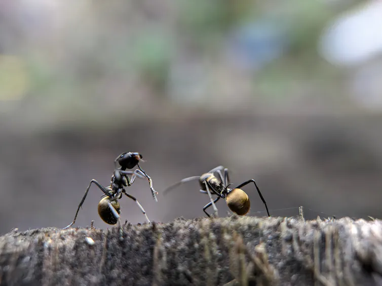 One ant talks to another ant.