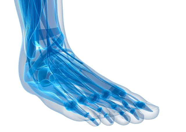 Graphic of internal foot and ankle structures