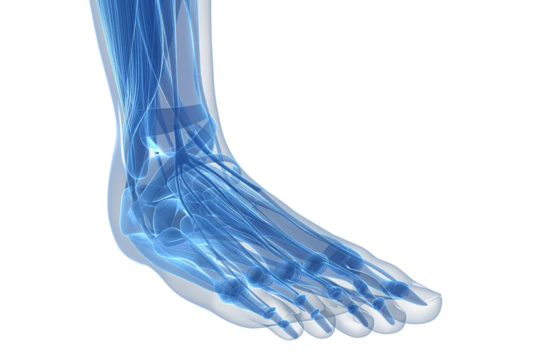 Graphic of internal foot and ankle structures