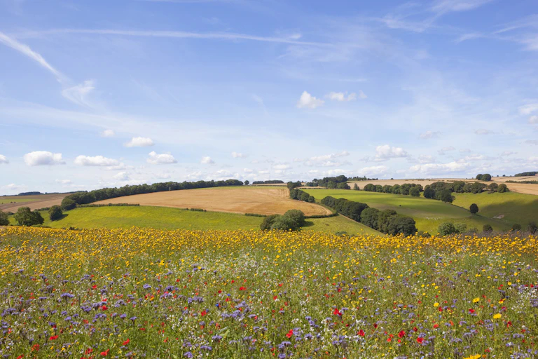 wildflower meadow with farmland in background