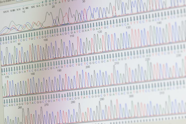 Conocer la computadora de líneas regulares realizadas a diferentes alturas en cada G, T, A o C