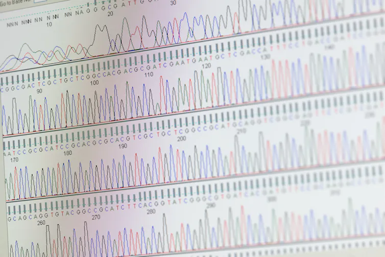 Computer readout of rows of lines that peak at different heights at each G, T, A or C