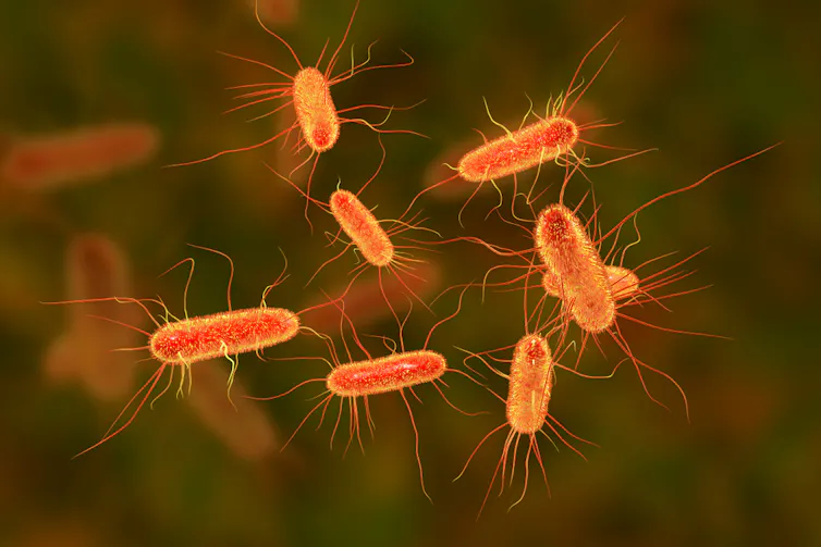 A graphic of E coli bacteria.