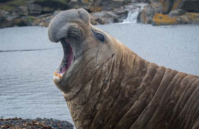 A male southern elephant seal on Kerguelen Islands