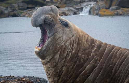 Southern elephant seals are adaptable – but they struggle when faced with both rapid climate change and human impacts