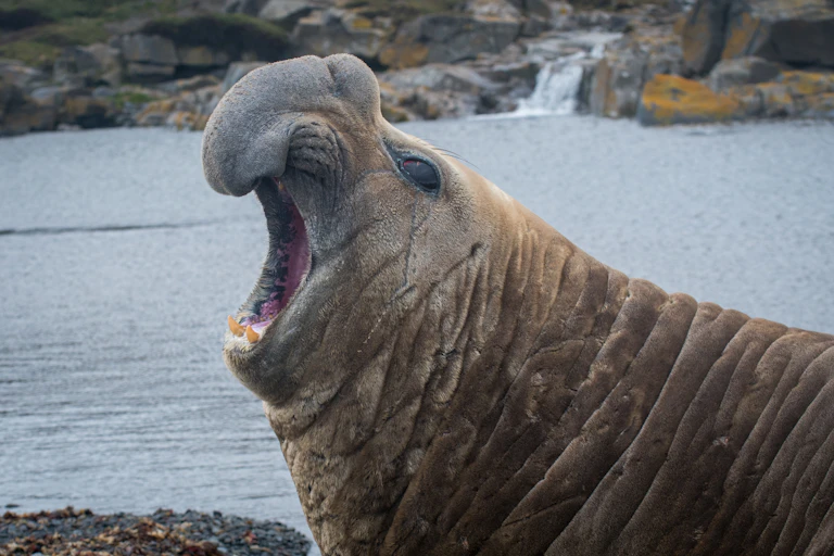 A male southern elephant seal on Kerguelen Islands