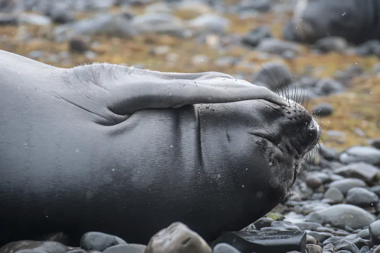 A juvenile Southern elephant seal, Kerguelen Islands.