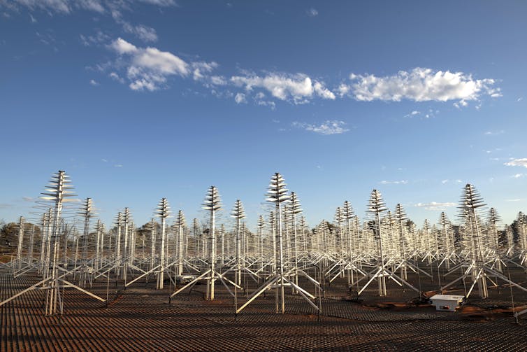 Photo of many Christmas-tree like antennas in an open field.
