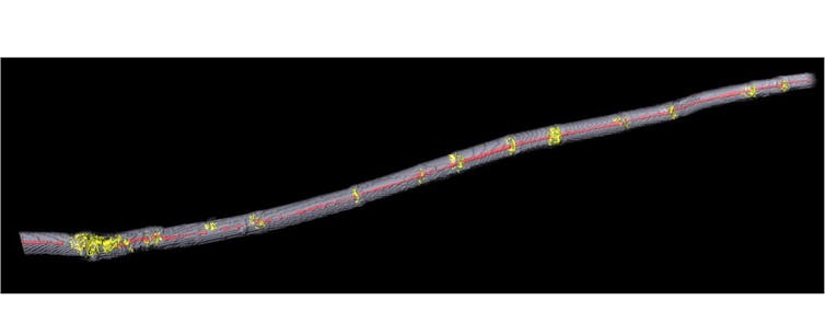 representation 3D d’une fibre de lin vue par tomographie