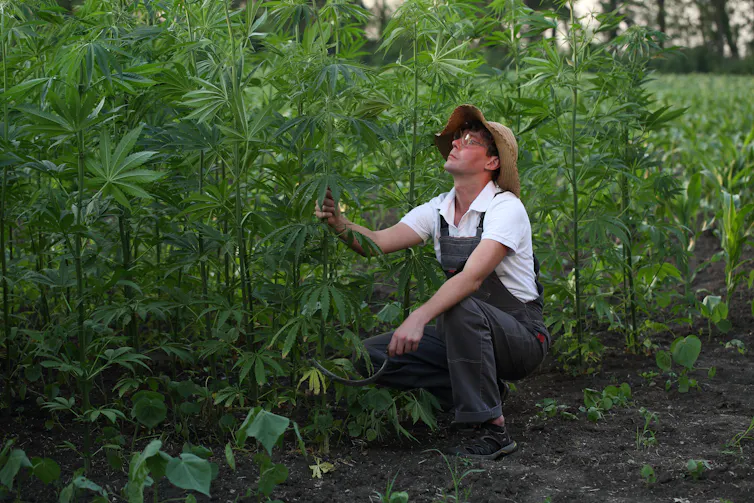 man farmer wearing hat kneels by tall green hemp crop