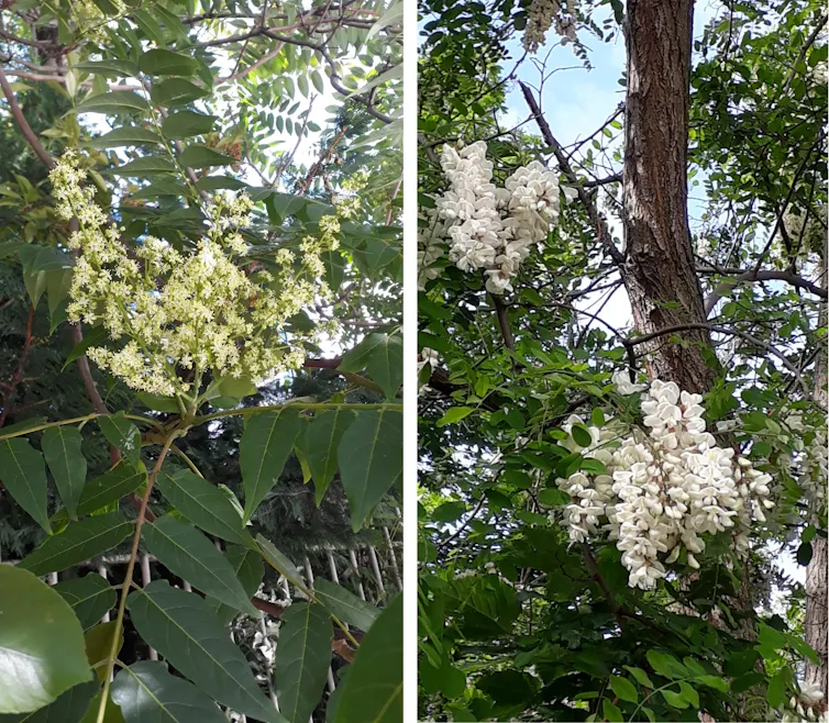 Fleur d’ailante à gauche et fleur de robinier faux acacia à droite