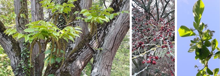 Pterocarya frax, Parrotia persica et Nyssa Sylvatica