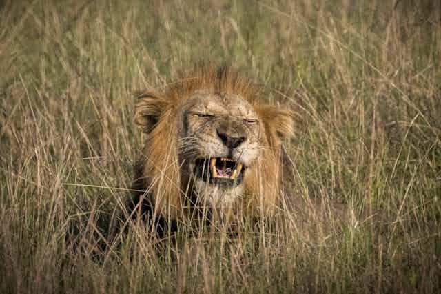 Head of a lion rising above long grass