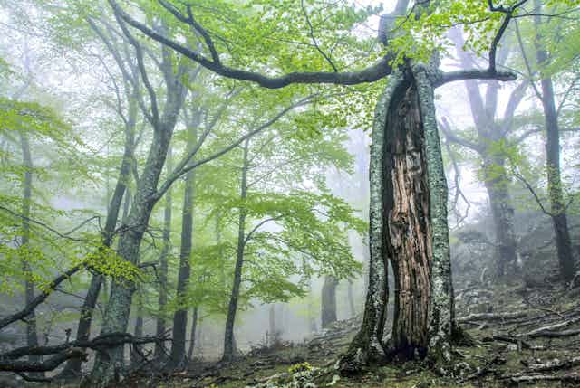 Changement climatique : les forêts ont-elles besoin de nous pour s’adapter ?