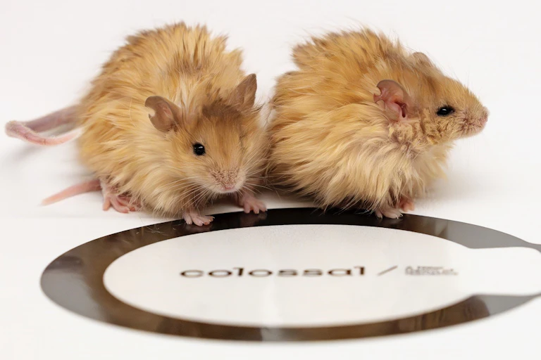 Photo of two mice with long, golden hair.