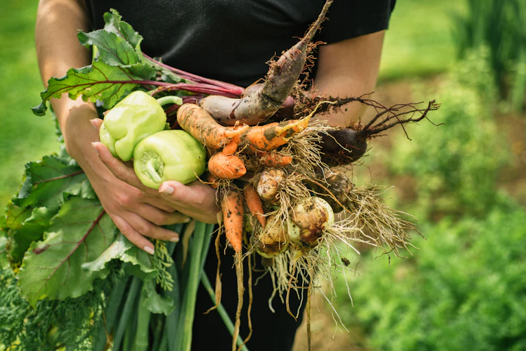 Une femme tient à la main des légumes qui viennent d'être récoltés, notamment des carottes et betteraves nouvelles et des poivrons