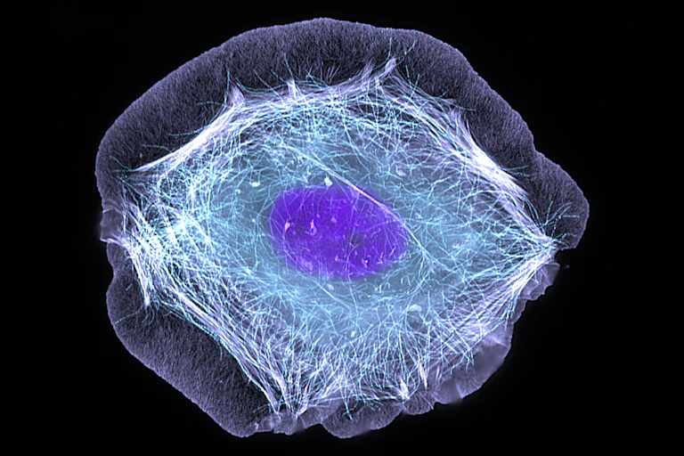Microscopy image of a skin cell -- an oblong blob encasing three other layers of oblong blobs of varying textures