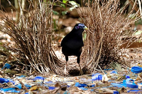 Can animals make art?